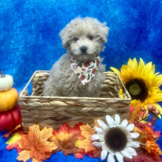 Poodle DOG Male Cream 6725 Petland Pensacola, Florida