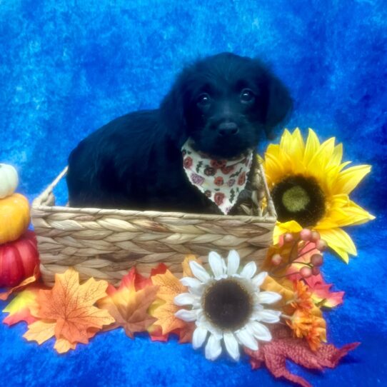 Mini Labradoodle-DOG-Female-Black-6712-Petland Pensacola, Florida