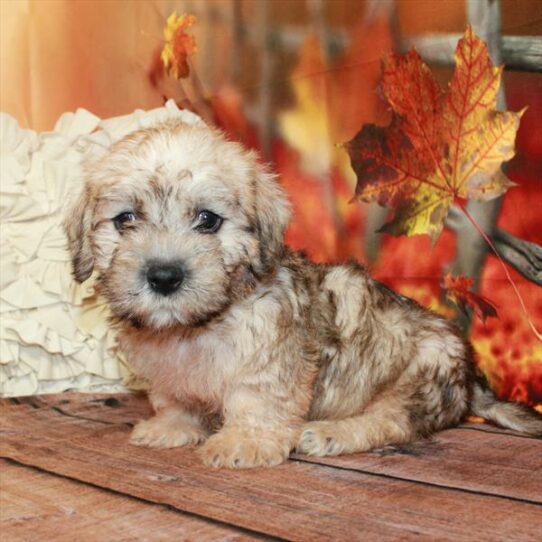 Dandie Dinmont Terrier DOG Male Mustard 6741 Petland Pensacola, Florida