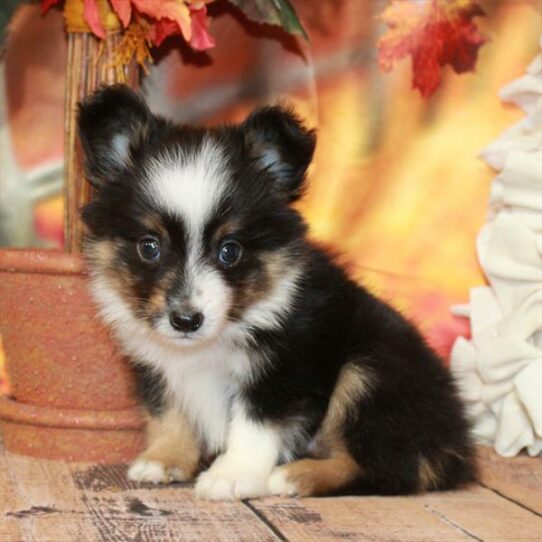 Australian Shepherd DOG Male Black Tan / White 6743 Petland Pensacola, Florida