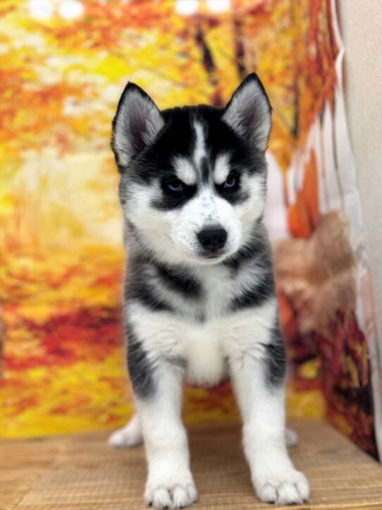 Siberian Husky DOG Female Black / White 6744 Petland Pensacola, Florida