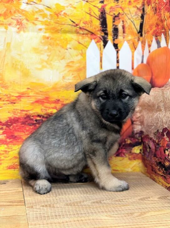 Norwegian Elkhound DOG Male 6745 Petland Pensacola, Florida