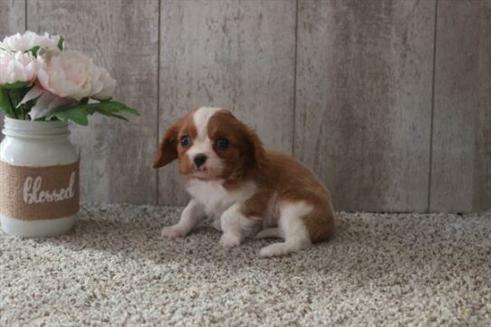 Cavalier King Charles Spaniel-DOG-Female-Blenheim-6747-Petland Pensacola, Florida