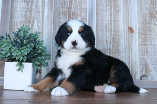 Bernese Mountain Dog DOG Female Black Rust / White 6748 Petland Pensacola, Florida