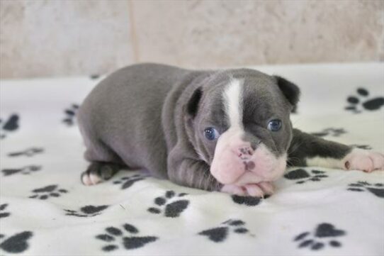 Boston Terrier-DOG-Female-Blue / White-6752-Petland Pensacola, Florida