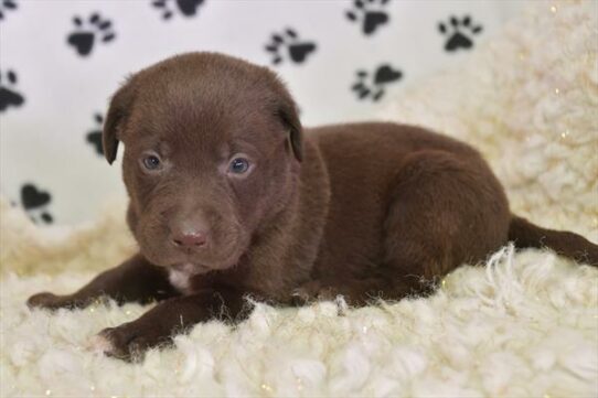 Labrador Retriever-DOG-Female-Chocolate-6757-Petland Pensacola, Florida