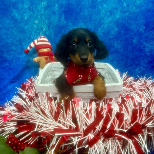 Dachshund-DOG-Female-Black/Tan-6768-Petland Pensacola, Florida