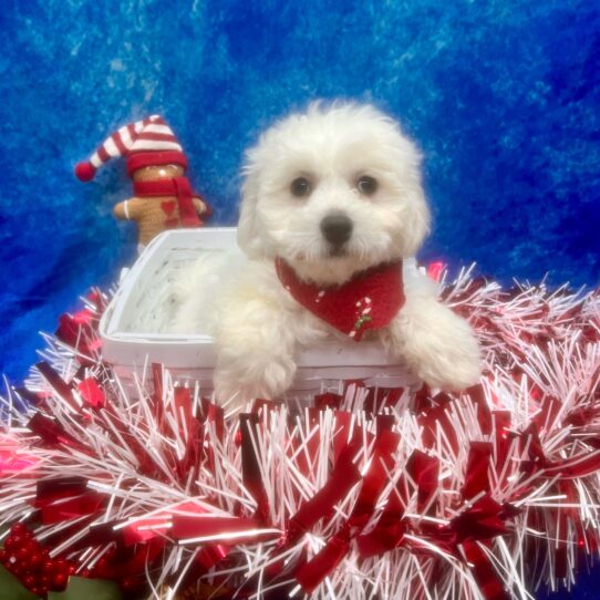 Bichon Frise-DOG-Female-White-6765-Petland Pensacola, Florida