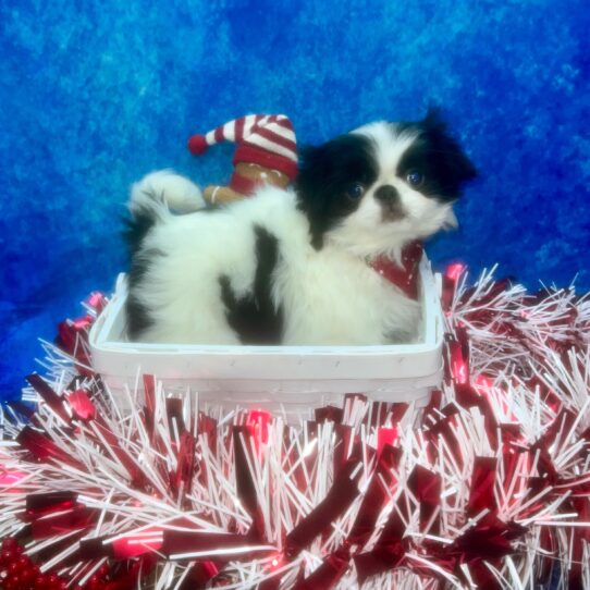 Japanese Chin-DOG-Female-Black/White-6764-Petland Pensacola, Florida