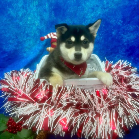 Alaskan Klee Kai-DOG-Male-Black / White-6751-Petland Pensacola, Florida