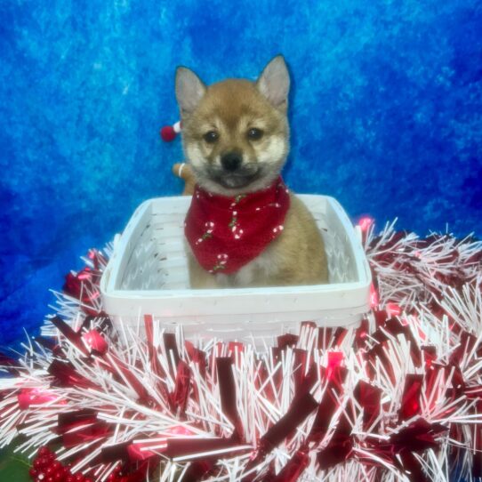 Shiba Inu DOG Male Red 6750 Petland Pensacola, Florida