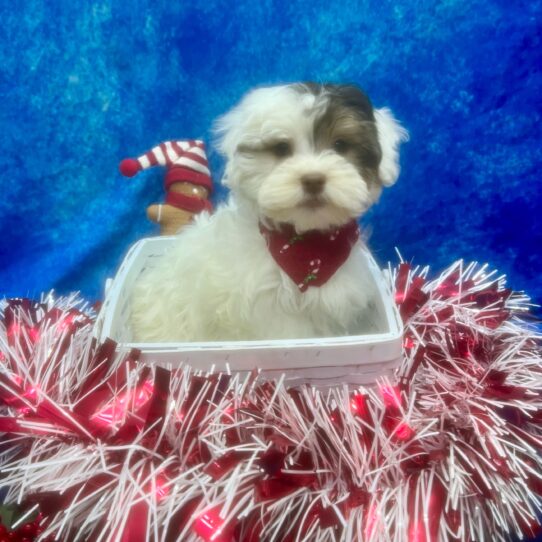 Havanese-Shih Tzu-DOG-Female-White / Chocolate-6746-Petland Pensacola, Florida