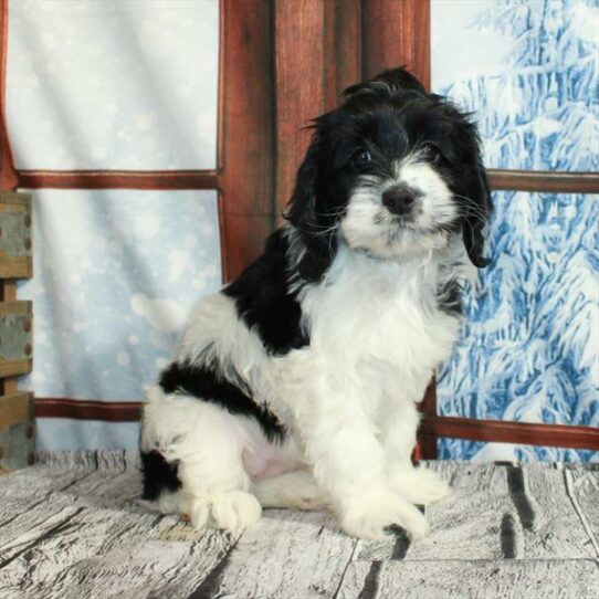 Cockapoo-DOG-Female-White / Black-6775-Petland Pensacola, Florida