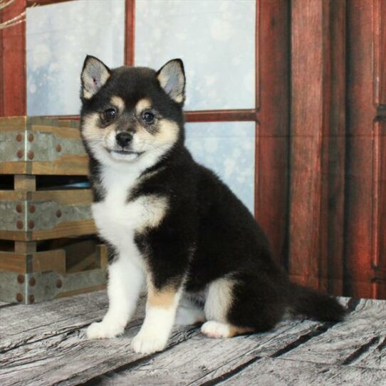 Shiba Inu DOG Female Black White / Tan 6776 Petland Pensacola, Florida