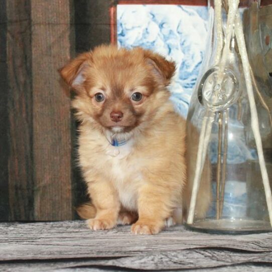 Chihuahua-DOG-Male-Chocolate Fawn-6777-Petland Pensacola, Florida