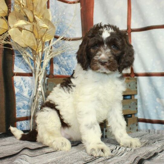 NewfyPoo 2nd Gen-DOG-Female-White/Chocolate-6778-Petland Pensacola, Florida