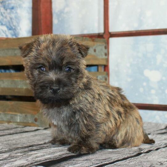 Cairn Terrier DOG Male Wheaten 6779 Petland Pensacola, Florida