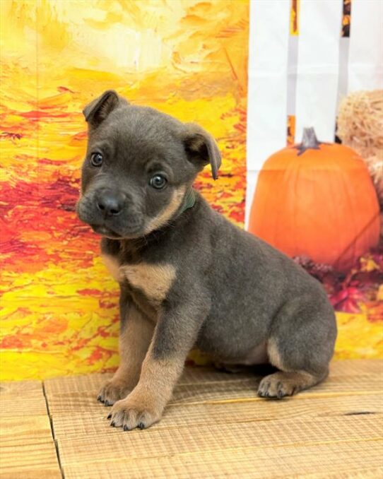 Cane Corso-DOG-Female-Blue / Tan-6780-Petland Pensacola, Florida