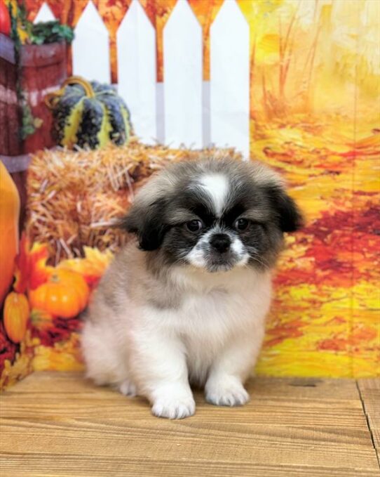 Pekingese DOG Male Gold / White 6782 Petland Pensacola, Florida