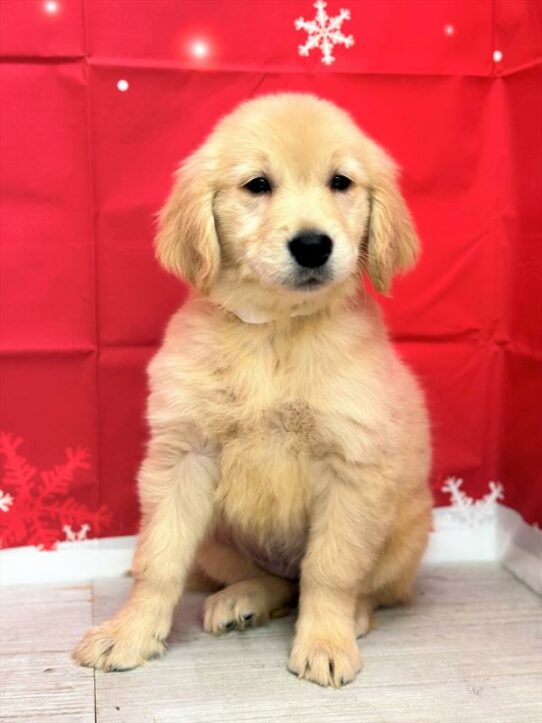 Golden Retriever DOG Female Golden 6783 Petland Pensacola, Florida