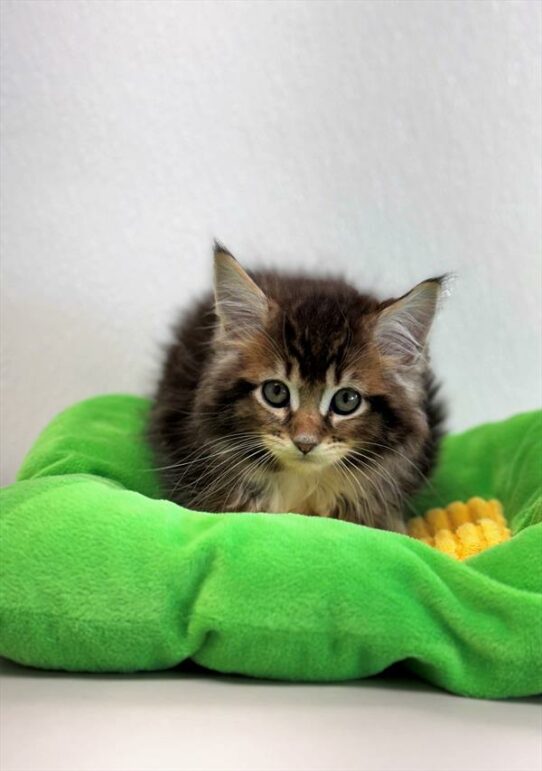 Maine Coon-KITTEN-Male-Brown Classic Tabby / White-6784-Petland Pensacola, Florida