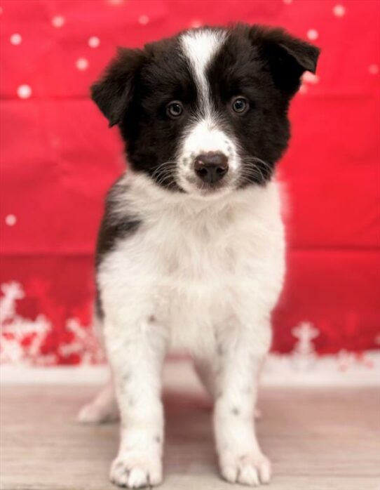 Border Collie-DOG-Male-Chocolate / White-6786-Petland Pensacola, Florida