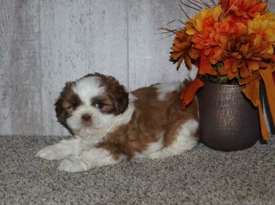 Shipoo-DOG-Female-Chocolate / White-6787-Petland Pensacola, Florida