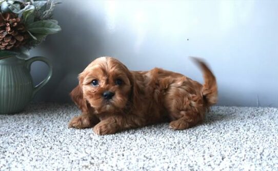 Cavachon DOG Male Ruby 6789 Petland Pensacola, Florida