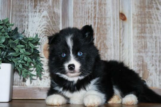 Pomsky DOG Female Black / White 6790 Petland Pensacola, Florida