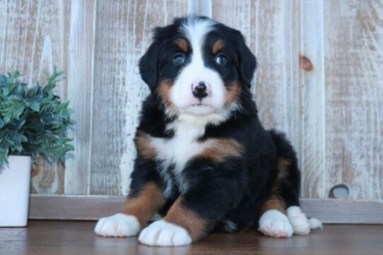 Bernese Mountain Dog DOG Male Black Rust / White 6791 Petland Pensacola, Florida