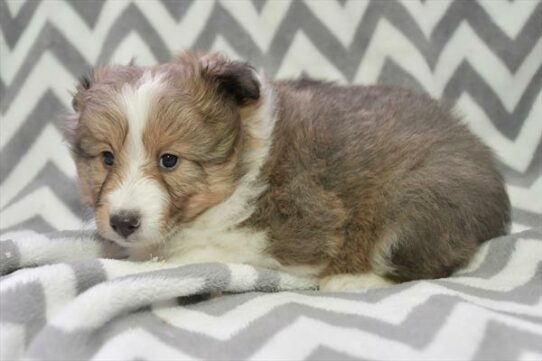 Shetland Sheepdog-DOG-Male-Sable / White-6792-Petland Pensacola, Florida