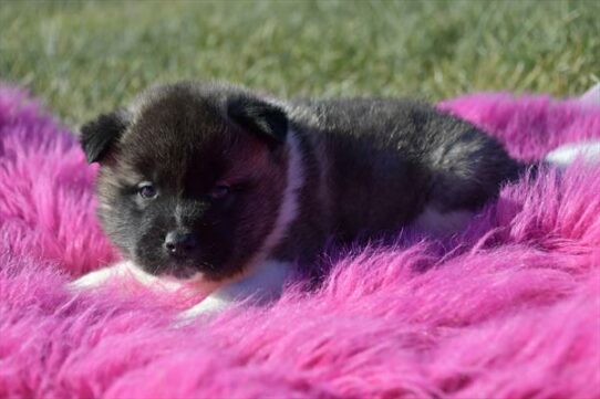 Akita-DOG-Male-Black-6793-Petland Pensacola, Florida