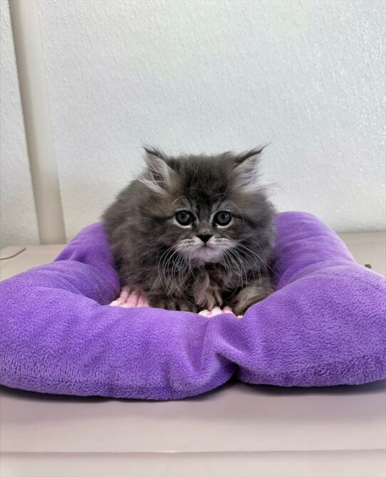 Persian-KITTEN-Male-Blue / Cream-6808-Petland Pensacola, Florida