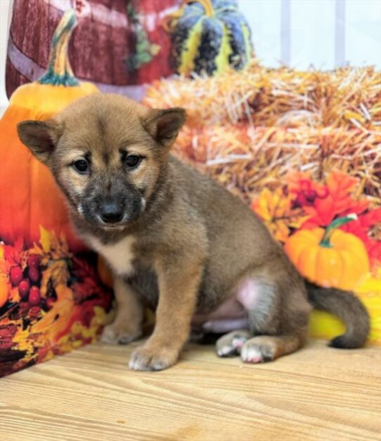 Shiba Inu DOG Male Red 6810 Petland Pensacola, Florida