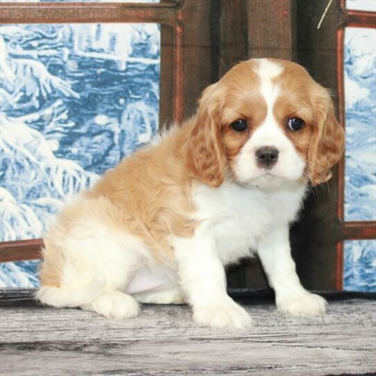 Cavalier King Charles Spaniel DOG Female Blenheim / White 6811 Petland Pensacola, Florida