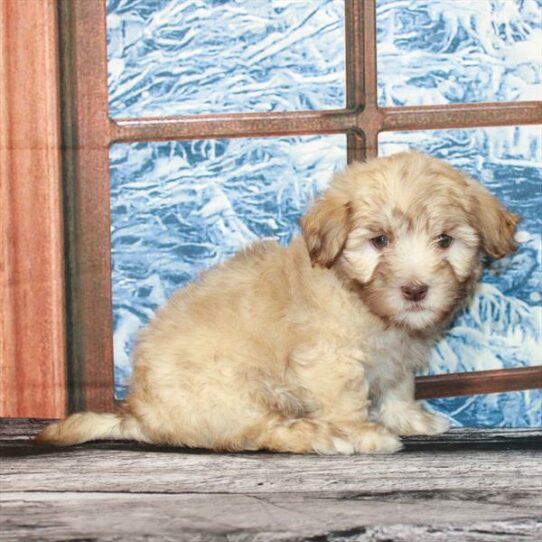 Havanese DOG Male Chocolate Gold 6812 Petland Pensacola, Florida