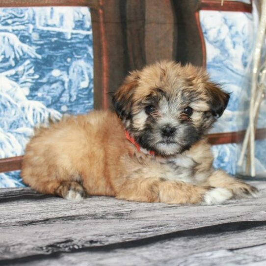 Havanese DOG Female Gold 6813 Petland Pensacola, Florida