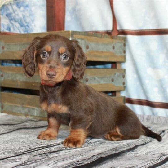 Dachshund-DOG-Female-Chocolate / Tan-6814-Petland Pensacola, Florida