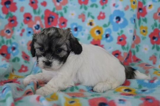 Lhasa-Poo-DOG-Female-Sable / White-6835-Petland Pensacola, Florida