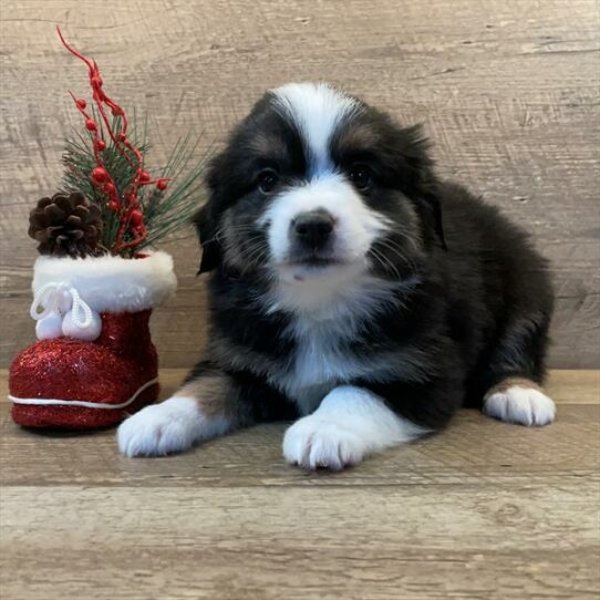 Australian Shepherd DOG Female Tri-Colored 6837 Petland Pensacola, Florida