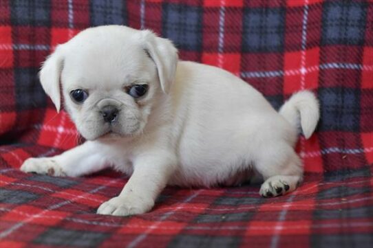 Pug DOG Female White 6840 Petland Pensacola, Florida