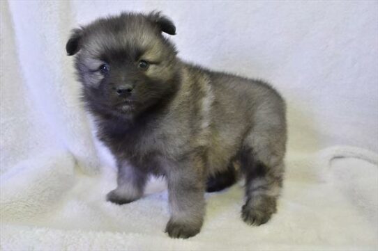 Keeshond-DOG-Female-Black / Silver-6842-Petland Pensacola, Florida