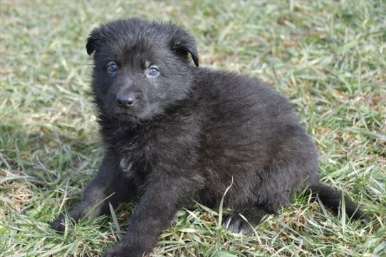 German Shepherd DOG Male Black 6844 Petland Pensacola, Florida