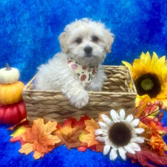 Havanese/Poodle DOG Male Cream 6727 Petland Pensacola, Florida