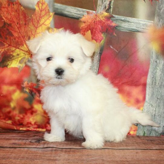 Maltese DOG Female White 6742 Petland Pensacola, Florida