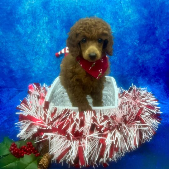 Poodle DOG Female Red 6740 Petland Pensacola, Florida