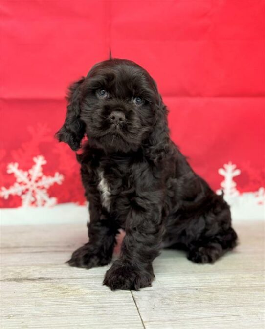 Cocker Spaniel DOG Male Chocolate 6804 Petland Pensacola, Florida