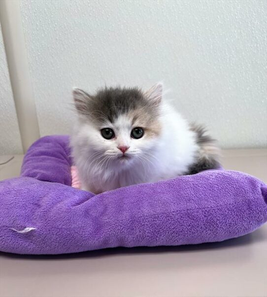 Persian-KITTEN-Female-Dilute Calico-6807-Petland Pensacola, Florida