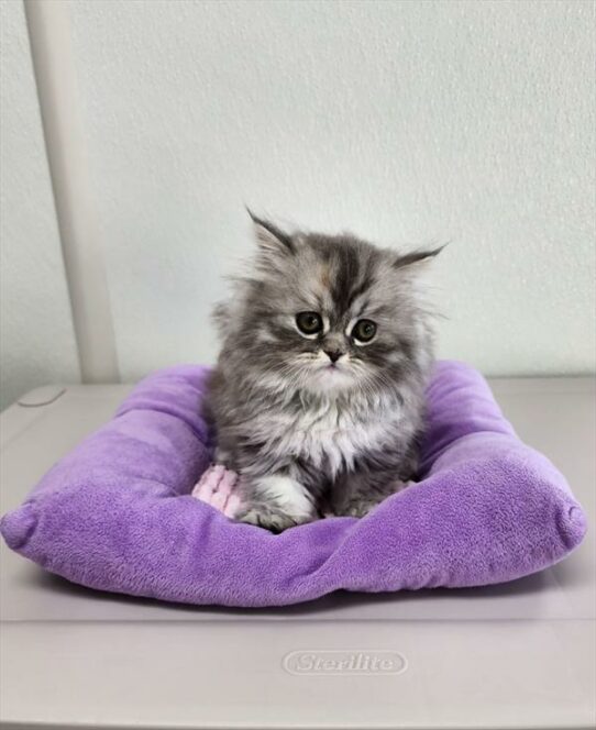 Persian-KITTEN-Female-Shaded Silver / White-6809-Petland Pensacola, Florida