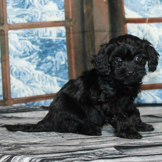 Cavapoo DOG Male Black 6863 Petland Pensacola, Florida